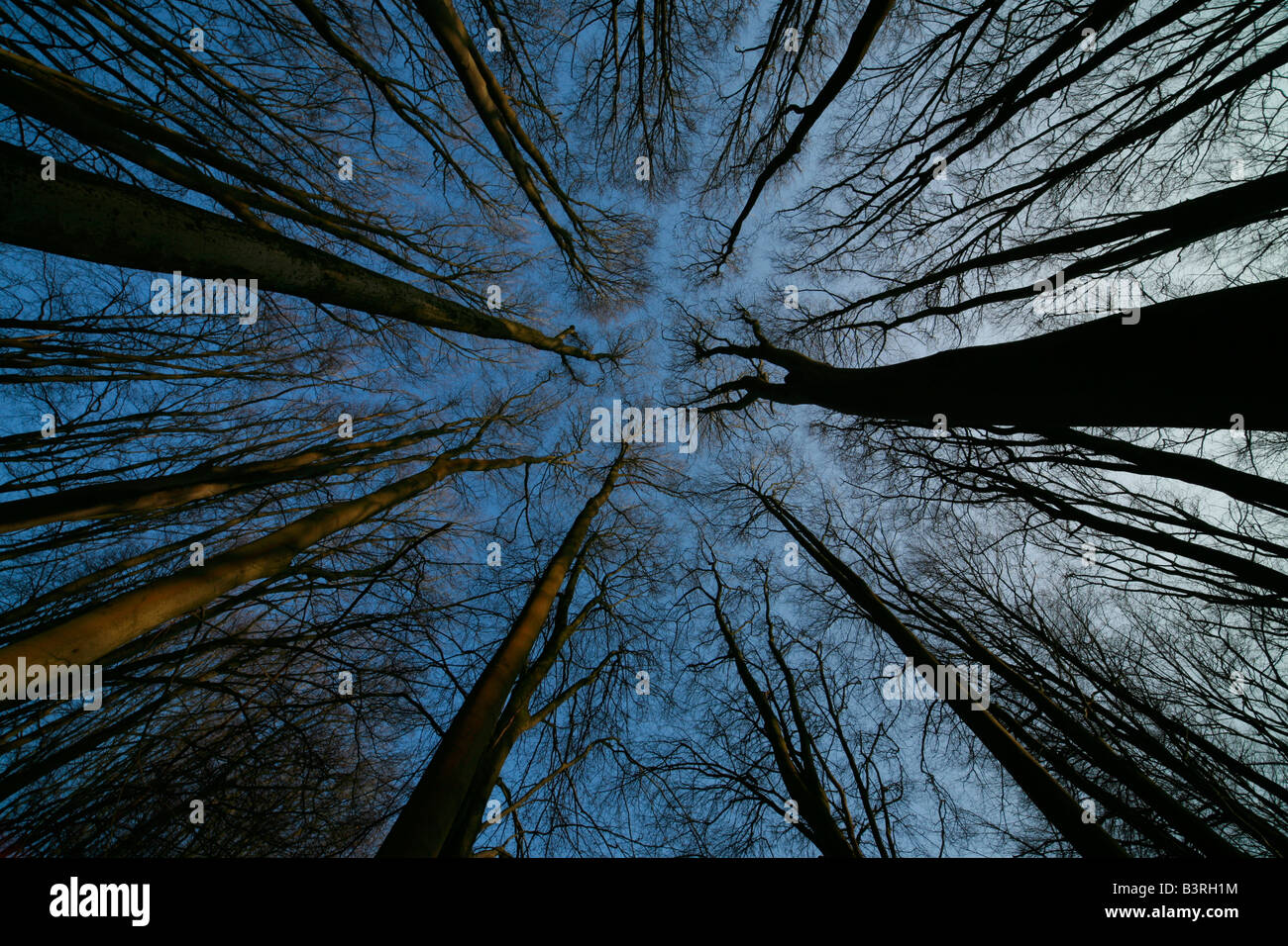 Tall forest trees reach sky hi-res stock photography and images - Alamy