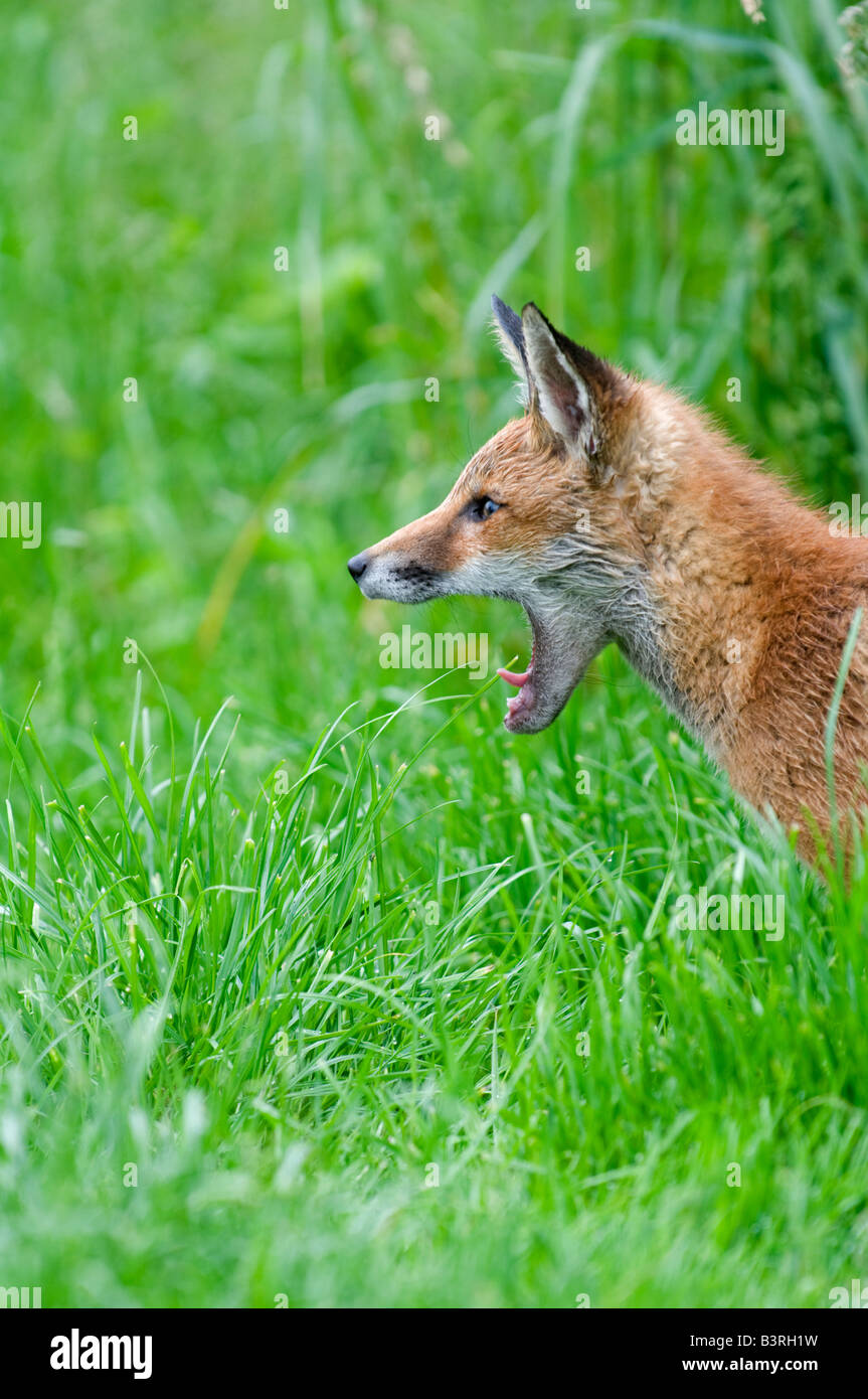 Fox Vulpes vulpes. Barking Stock Photo Alamy