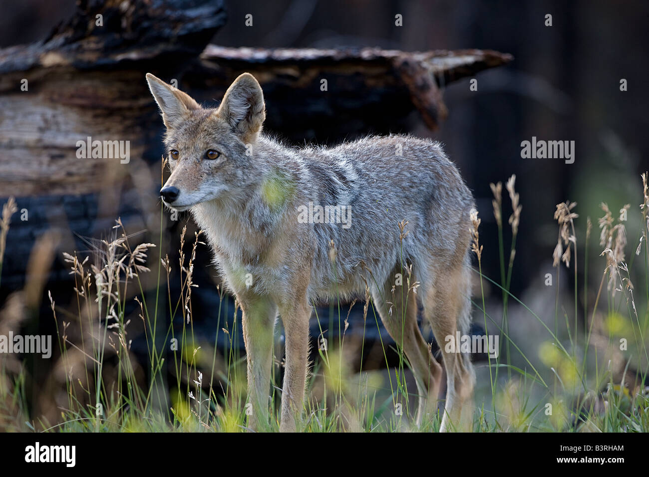 Coyote Howling in Arizona Desert Stock Photo