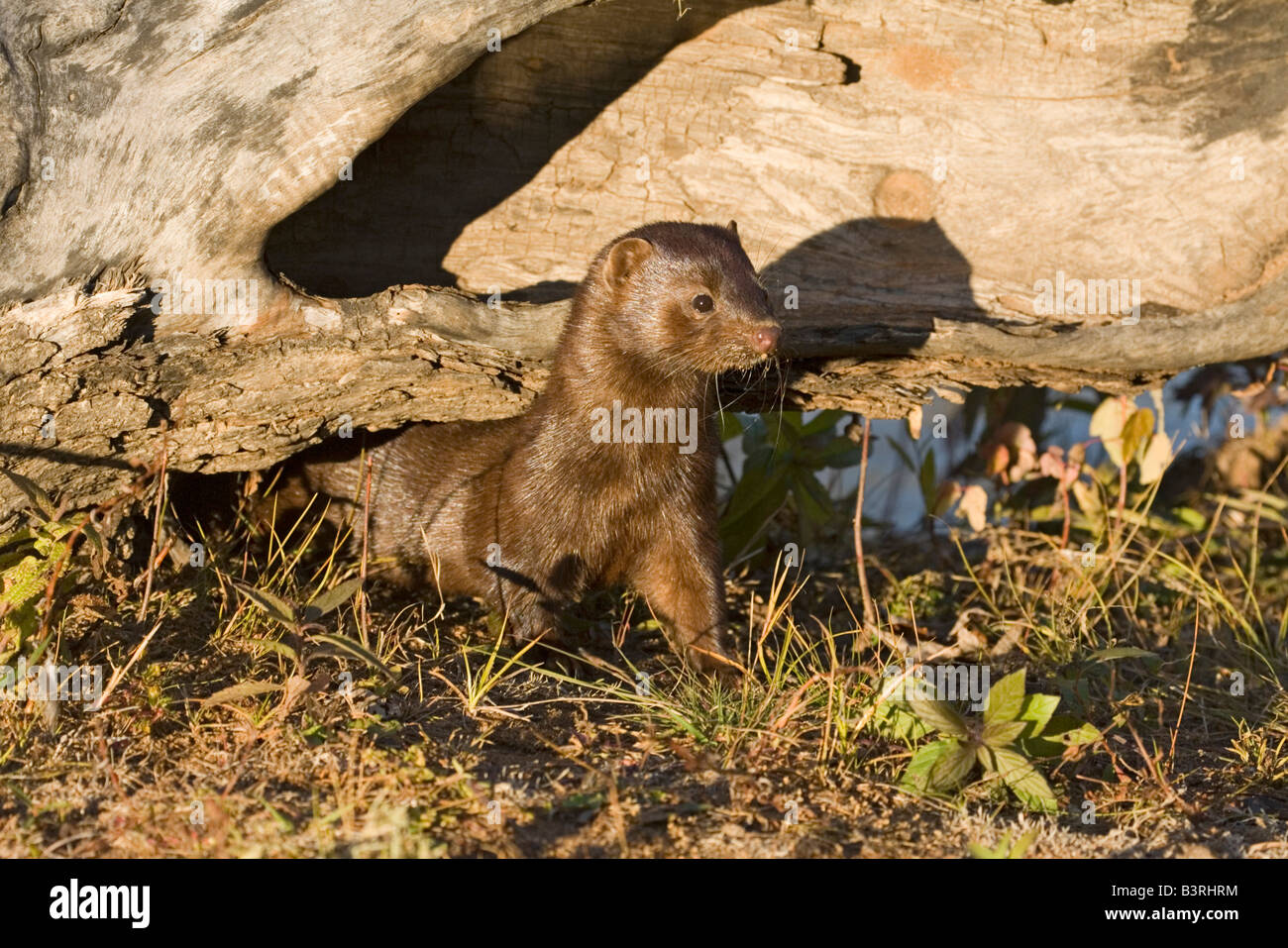 Mustelid hires stock photography and images Alamy