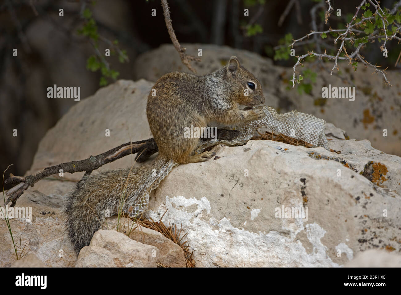 Rock Squirrel with Snake Skin (Spermophilus variegatus) Arizona USA Stock Photo Alamy