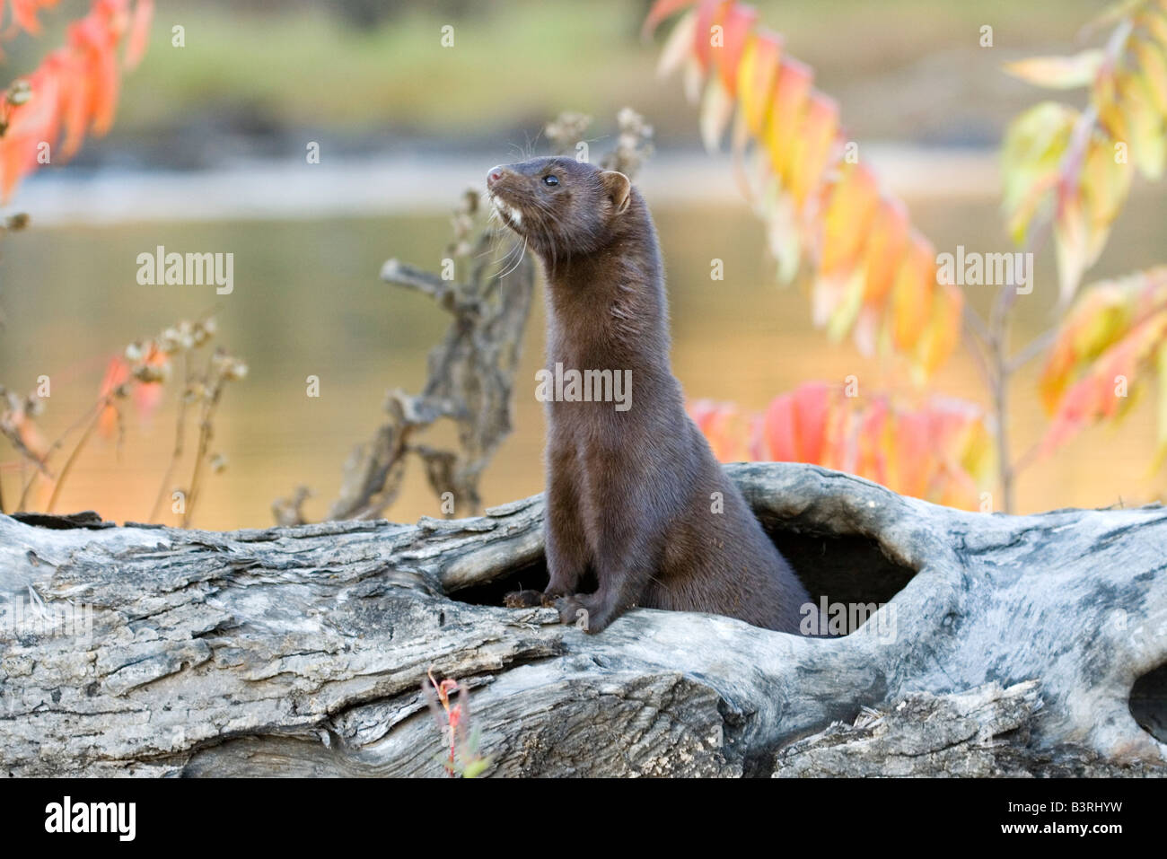 Mustelid hires stock photography and images Alamy