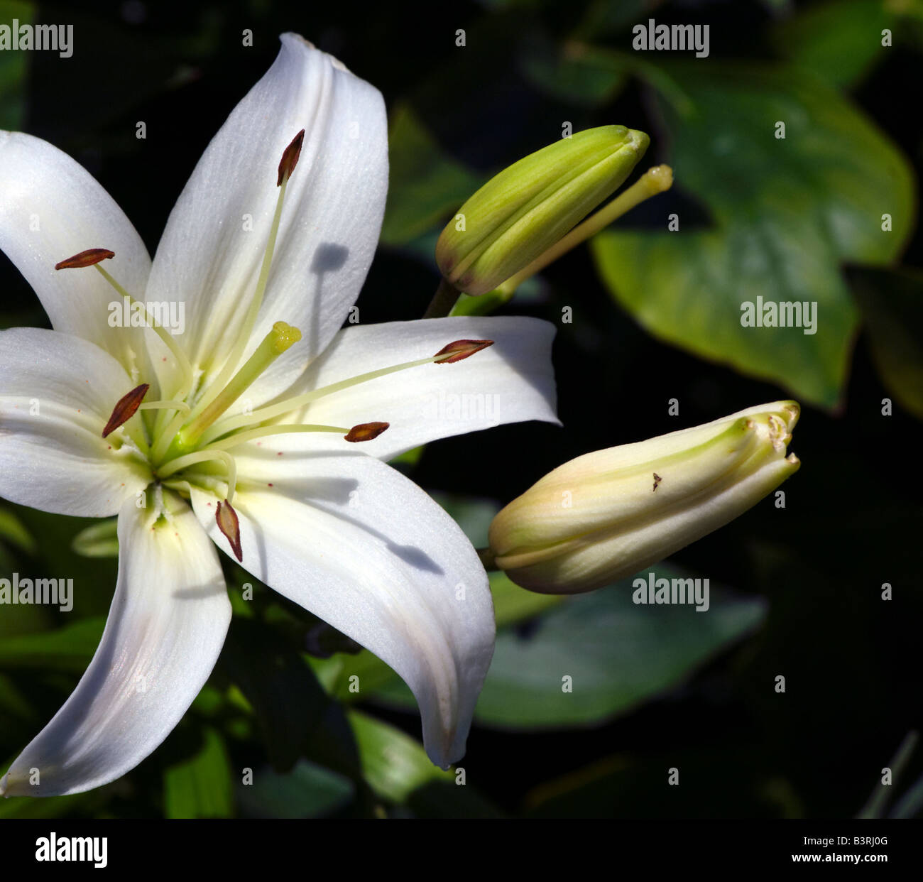 White Lily Flower and Buds Stock Photo - Alamy