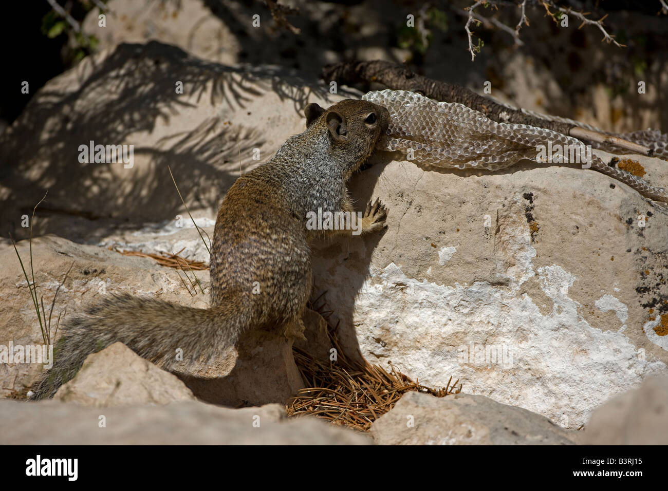 Rock Squirrel with Snake Skin (Spermophilus variegatus) Arizona USA Stock Photo Alamy