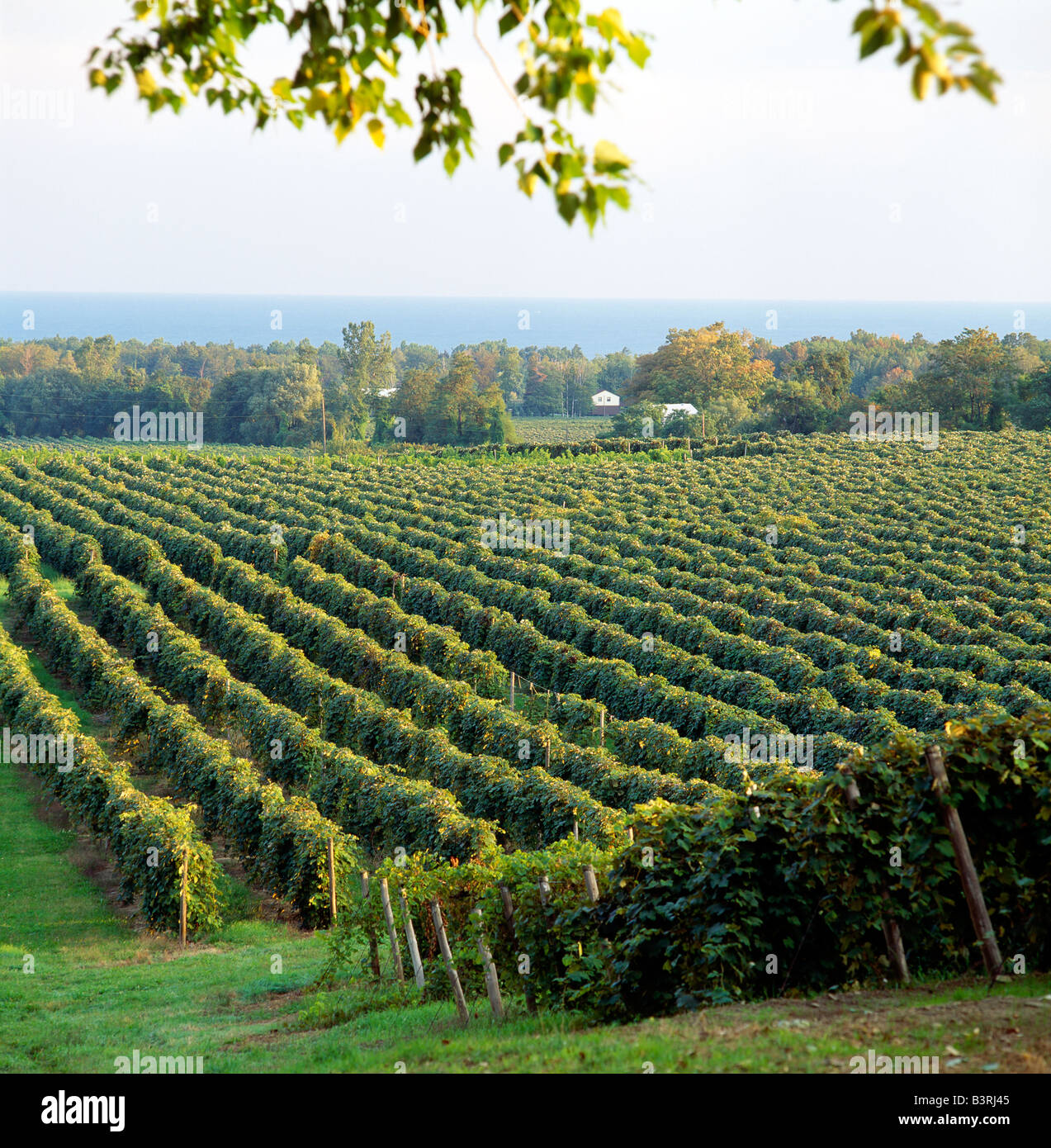 CONCORD GRAPE VINEYARDS & LAKE ERIE BEYOND, TOWN OF NORTH EAST