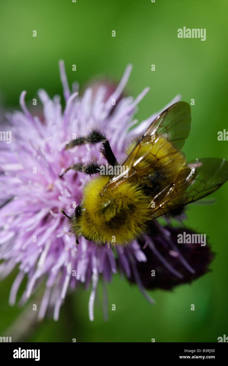 Honey bee pollen sitting on purple wild flower the Bumble bee natural green blurred blurry background detail close up image macro nobody none hi-res Stock Photo