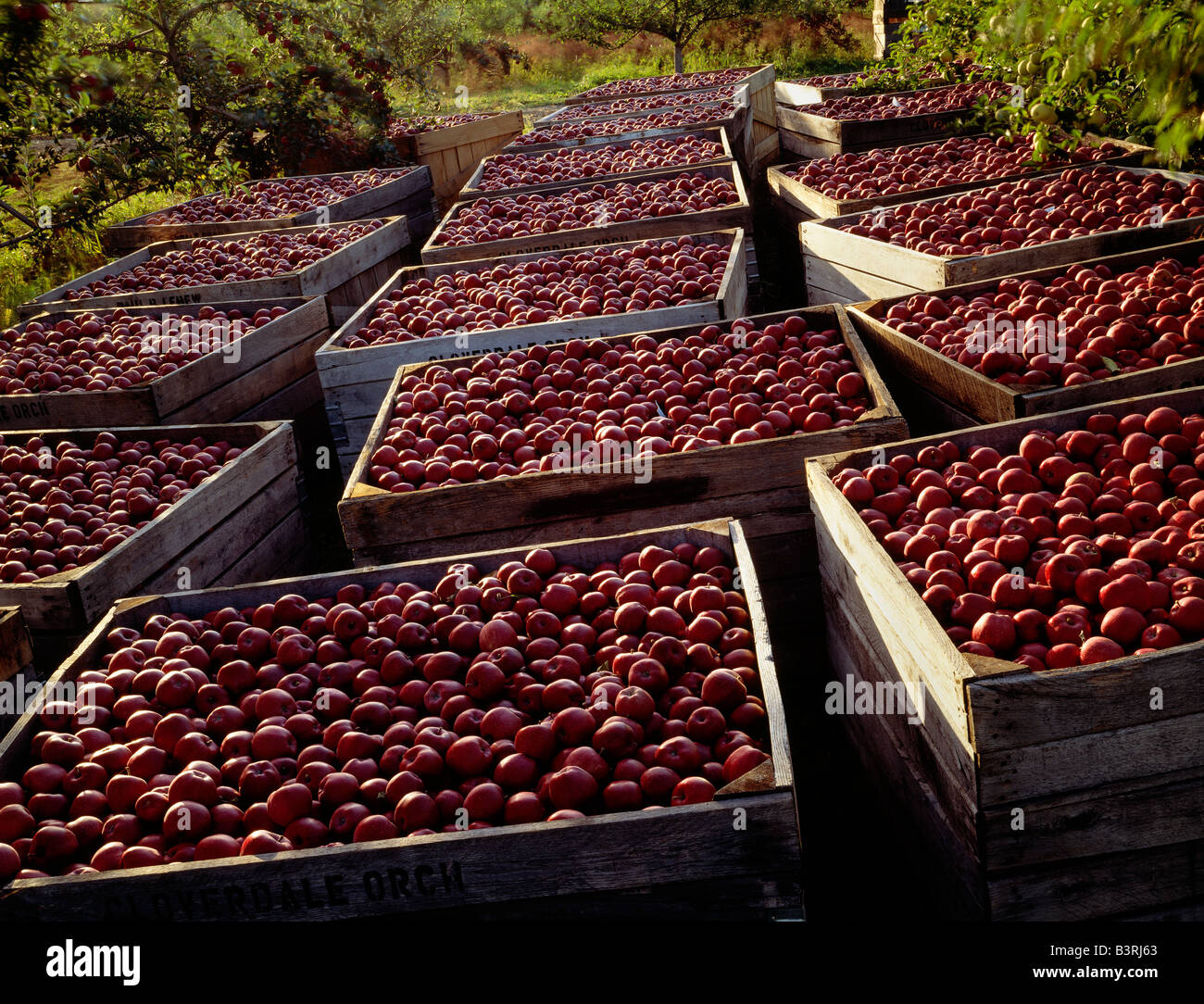 Red Apple Dushore Pa
