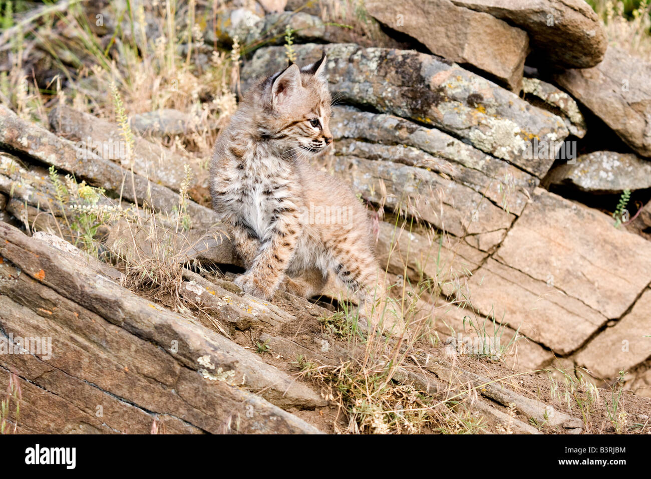 Bobcat kitten on a rocky ledge. Stock Photo