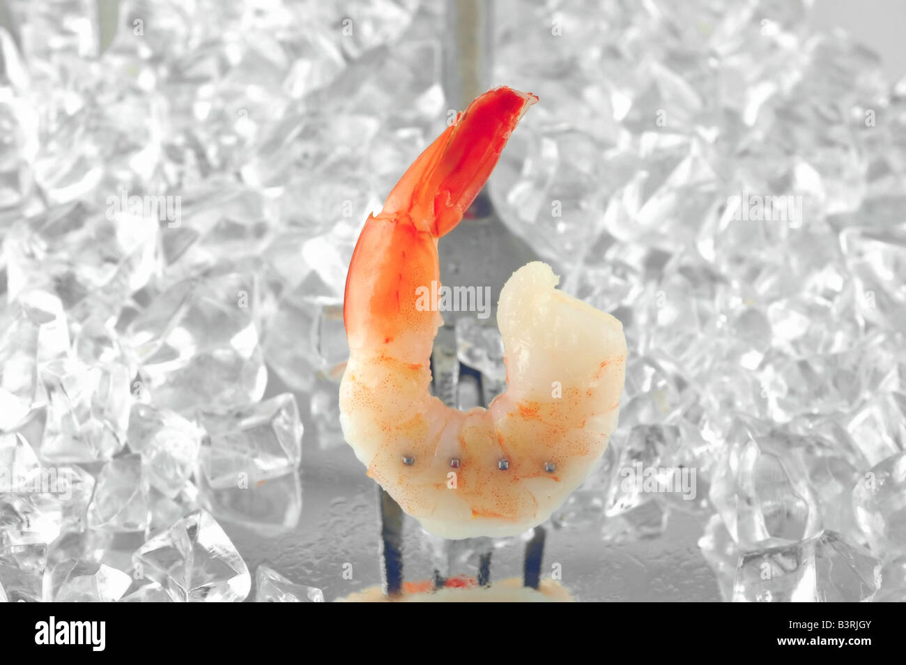 Shrimp speared on a fork on a layer of ice Stock Photo