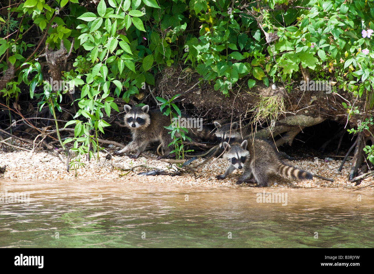Three baby raccoons come forth from their burrow near the lakes