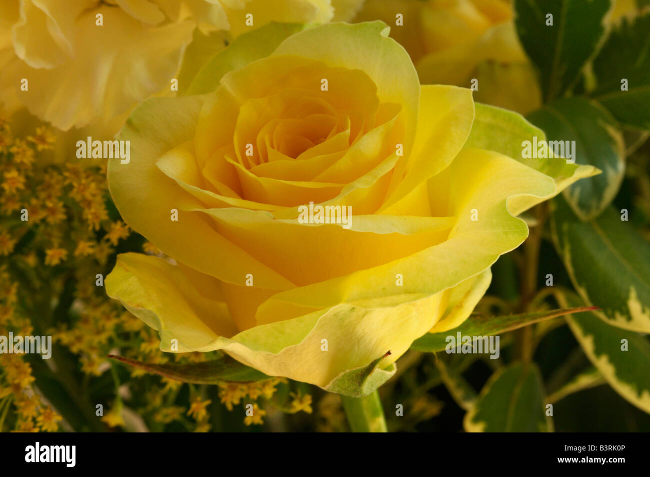 Yellow and rose color colour hi-res stock photography and images - Alamy