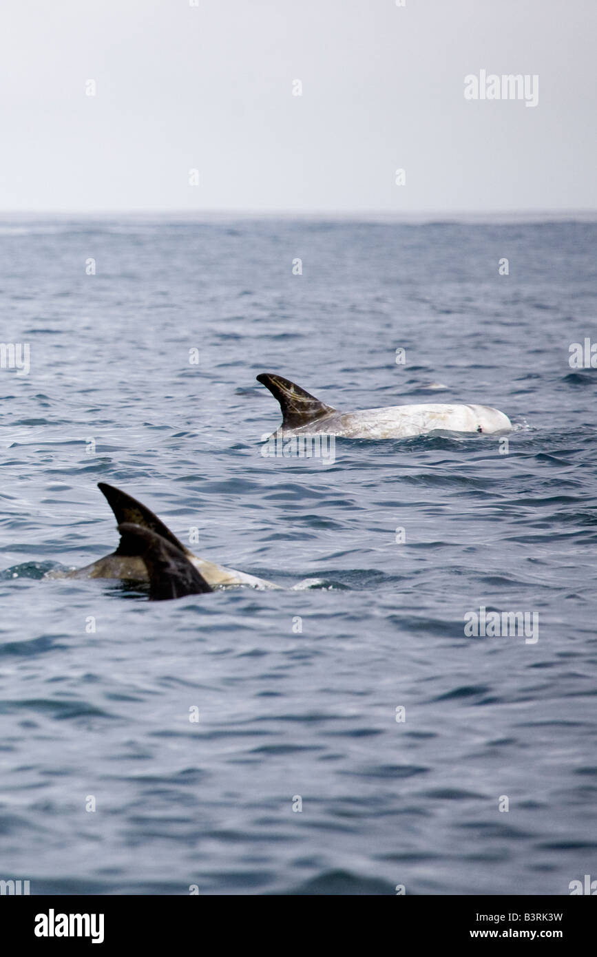 Risso's Dolphins Grampus griseus near the coast of the Farallon Islands National Wildlife Refuge Stock Photo