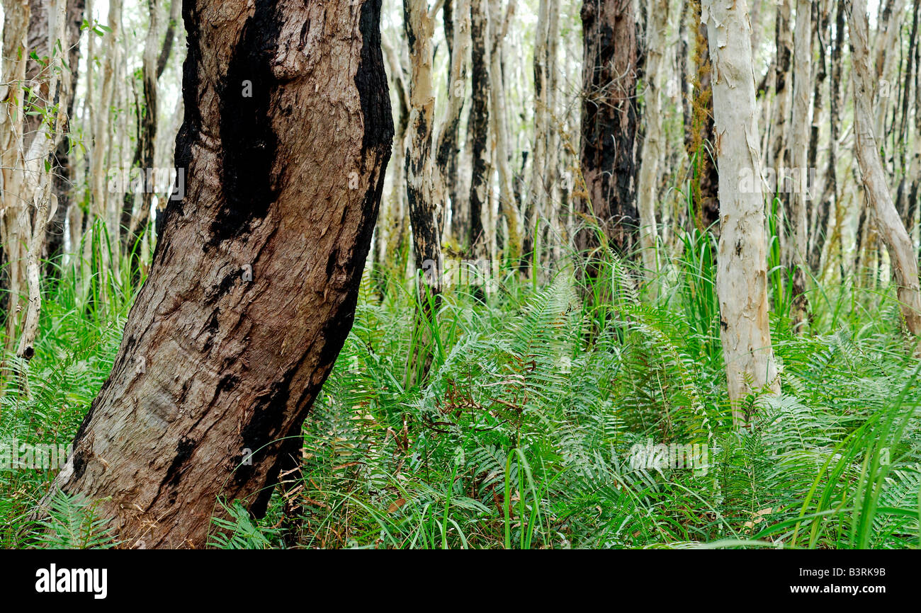 Paperbark on trees Stock Photo Alamy