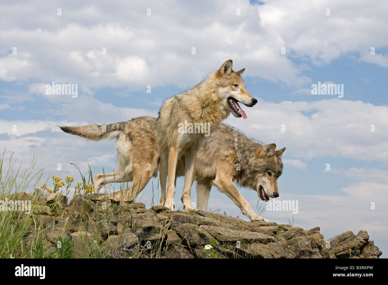 Grey Wolves on a rocky ledge in the Montana mountains Stock Photo Alamy