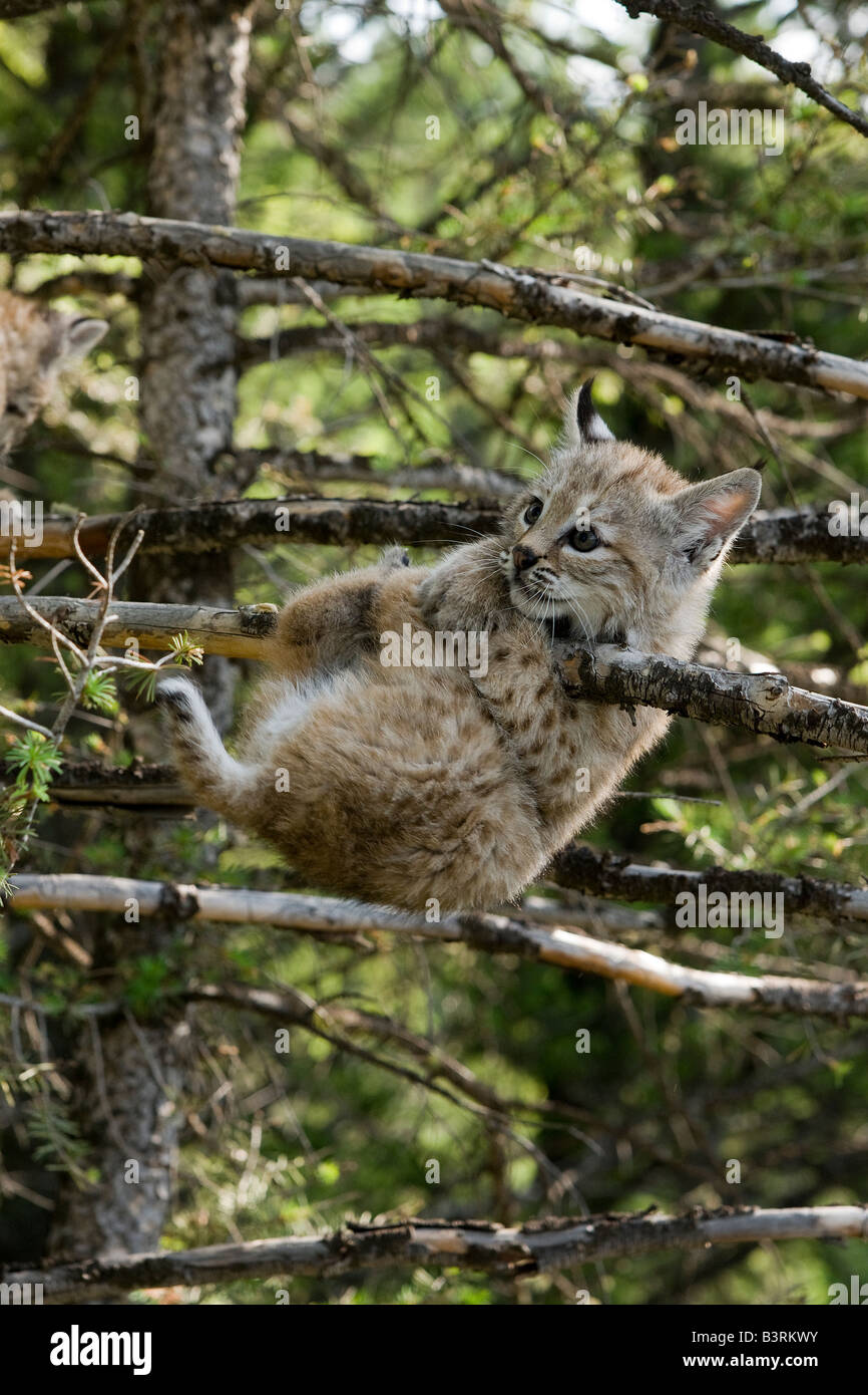 Bobcat kitten hanging from a tree limb. Stock Photo