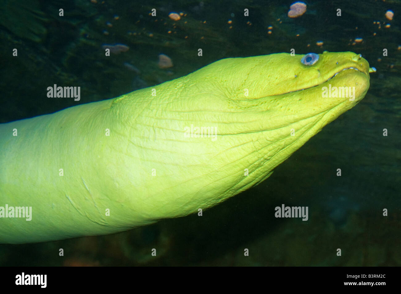 A close up colour head shot photograph of a green moray eel (003) Stock Photo