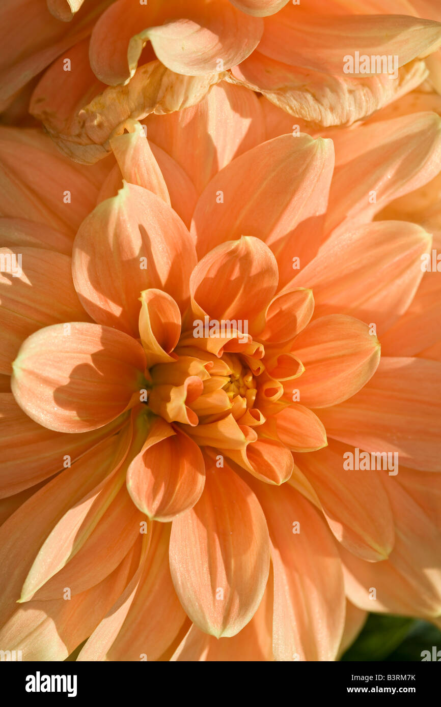 Dahlia x pinnata (House of Orange) Stock Photo