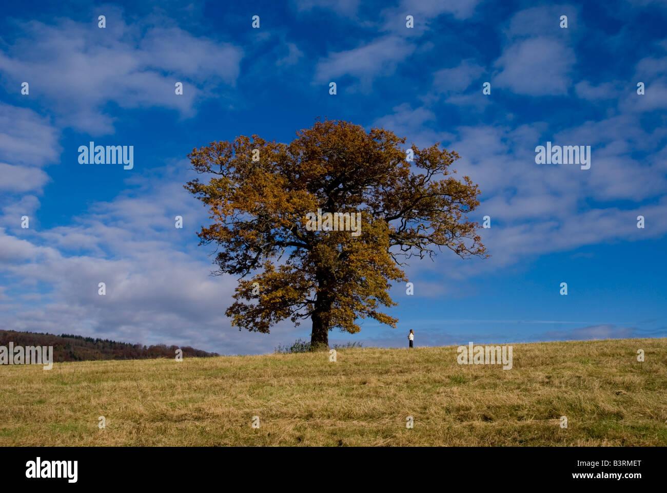 europe uk england surrey oak tree autumn Stock Photo