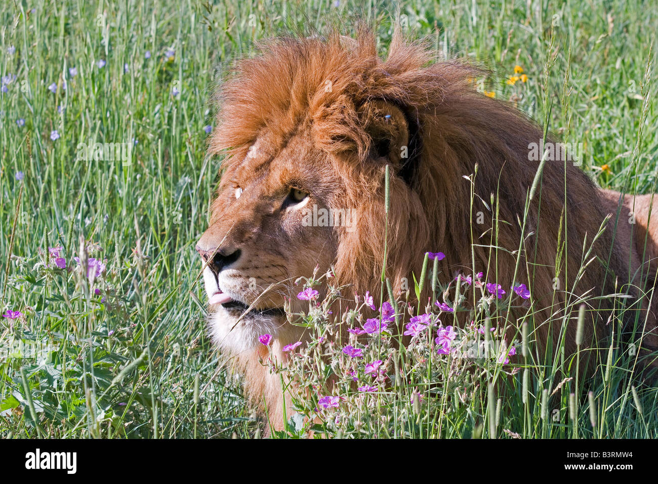 African Lion in a meadow Stock Photo