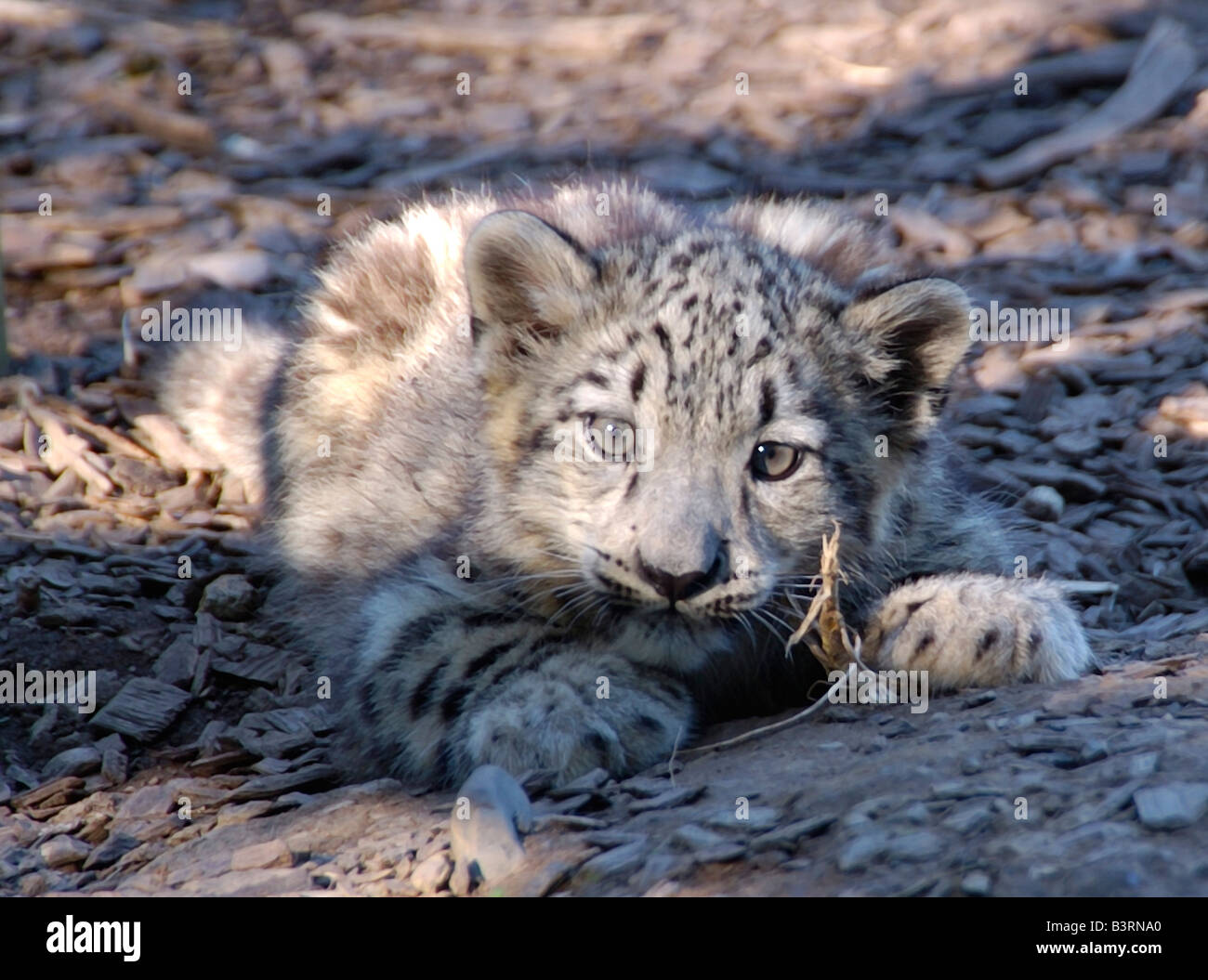 Snow Leopard Cub Stock Photo Alamy