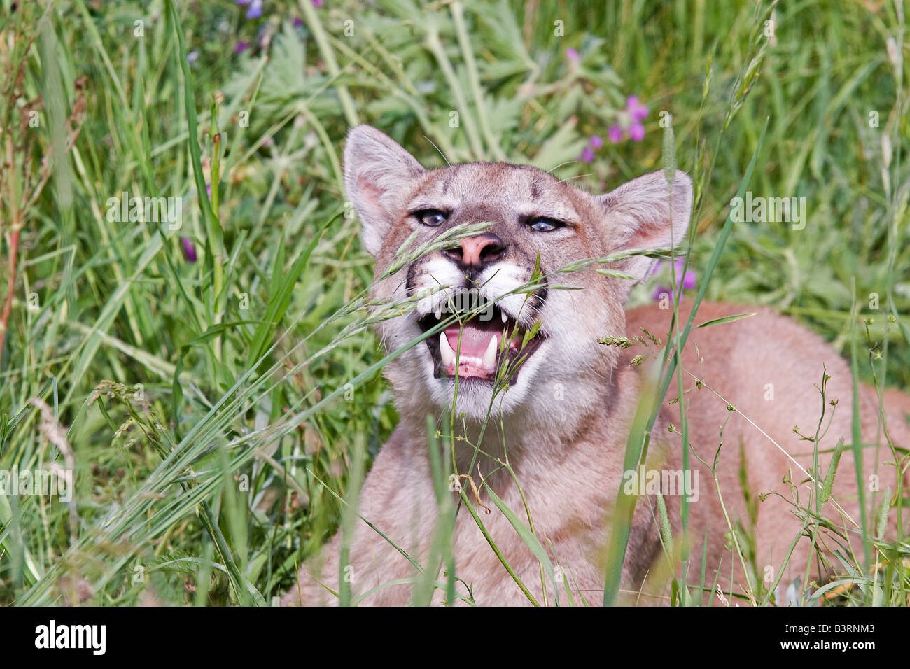 Young cougar in a mountain meadow. Stock Photo