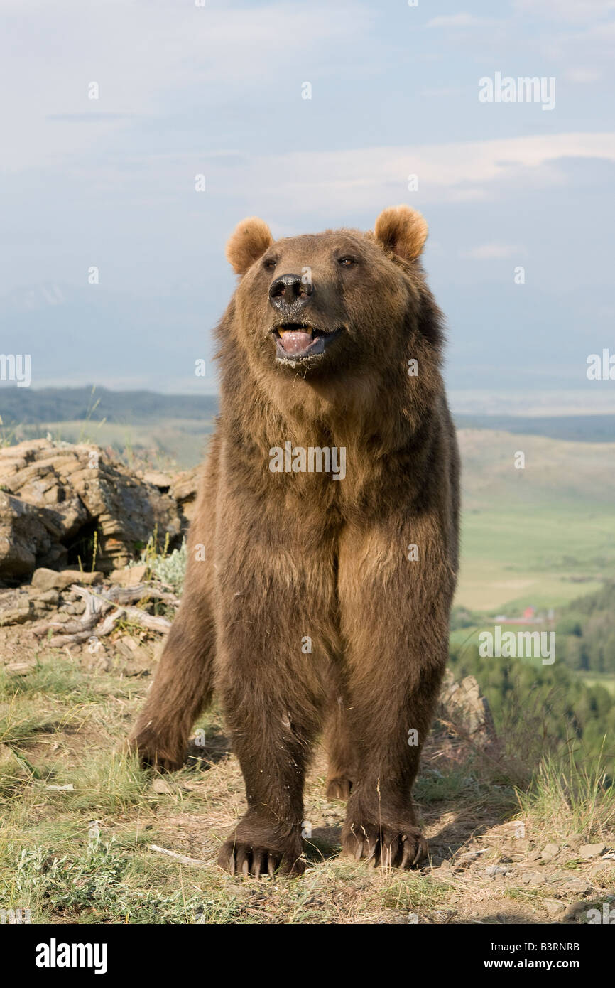 Grizzly Bear in the Bridger mountains, Montana. Stock Photo