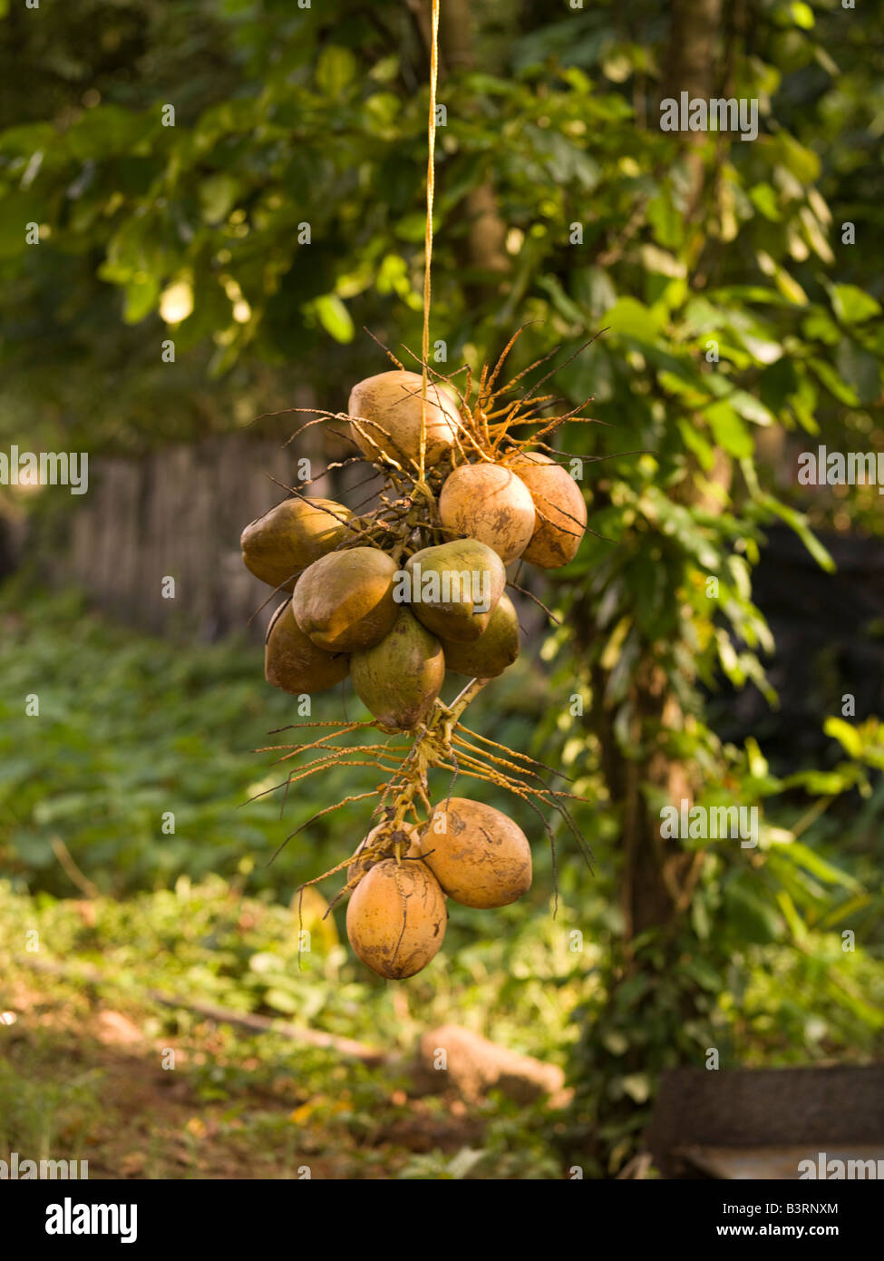 Coconuts Kerala Stock Photos & Coconuts Kerala Stock Images - Alamy