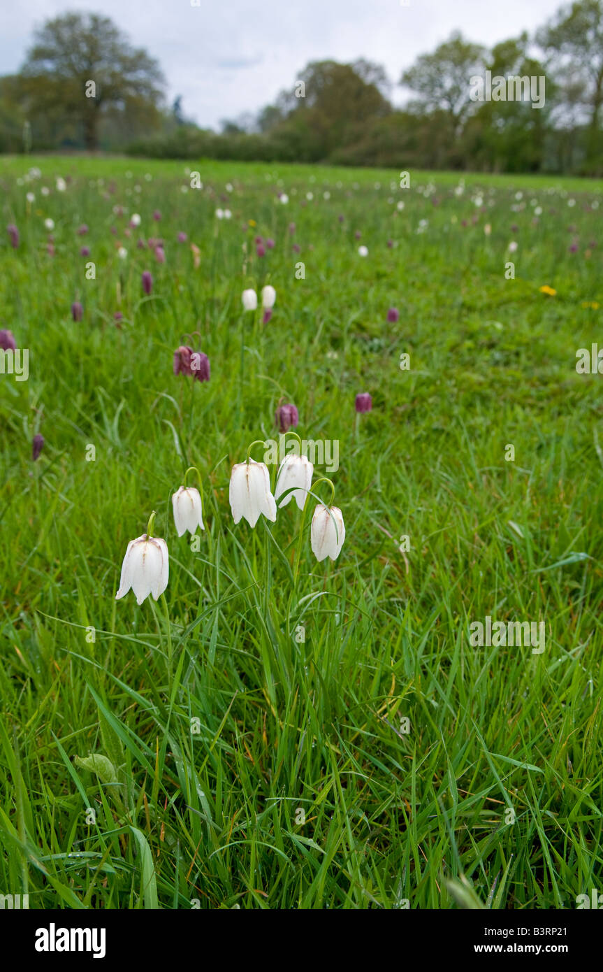 Snake's Head Fritillary: Fritillaria meleagris.  Berkshire England April Ancient meadow White and purple varieties Stock Photo