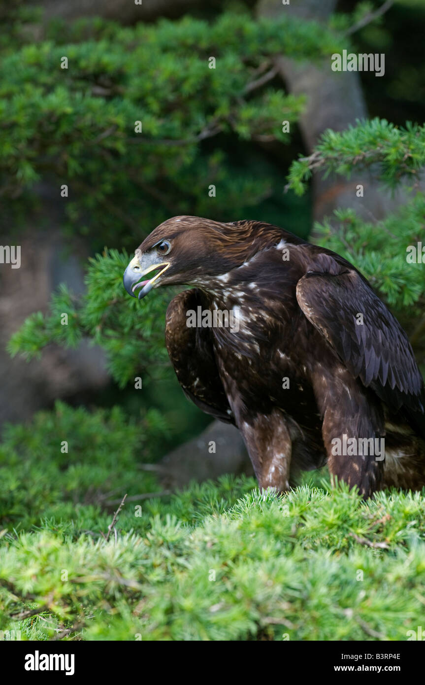 Golden Eagle: Aquila chrysaetos. Male In Scots Pine tree, Captive Stock Photo