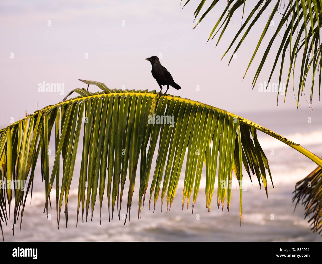 Water birds of kerala hi-res stock photography and images - Alamy