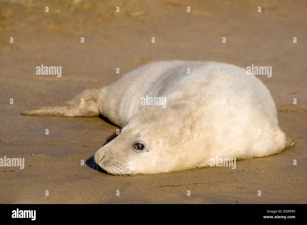 Seal lying on beach Stock Photo - Alamy