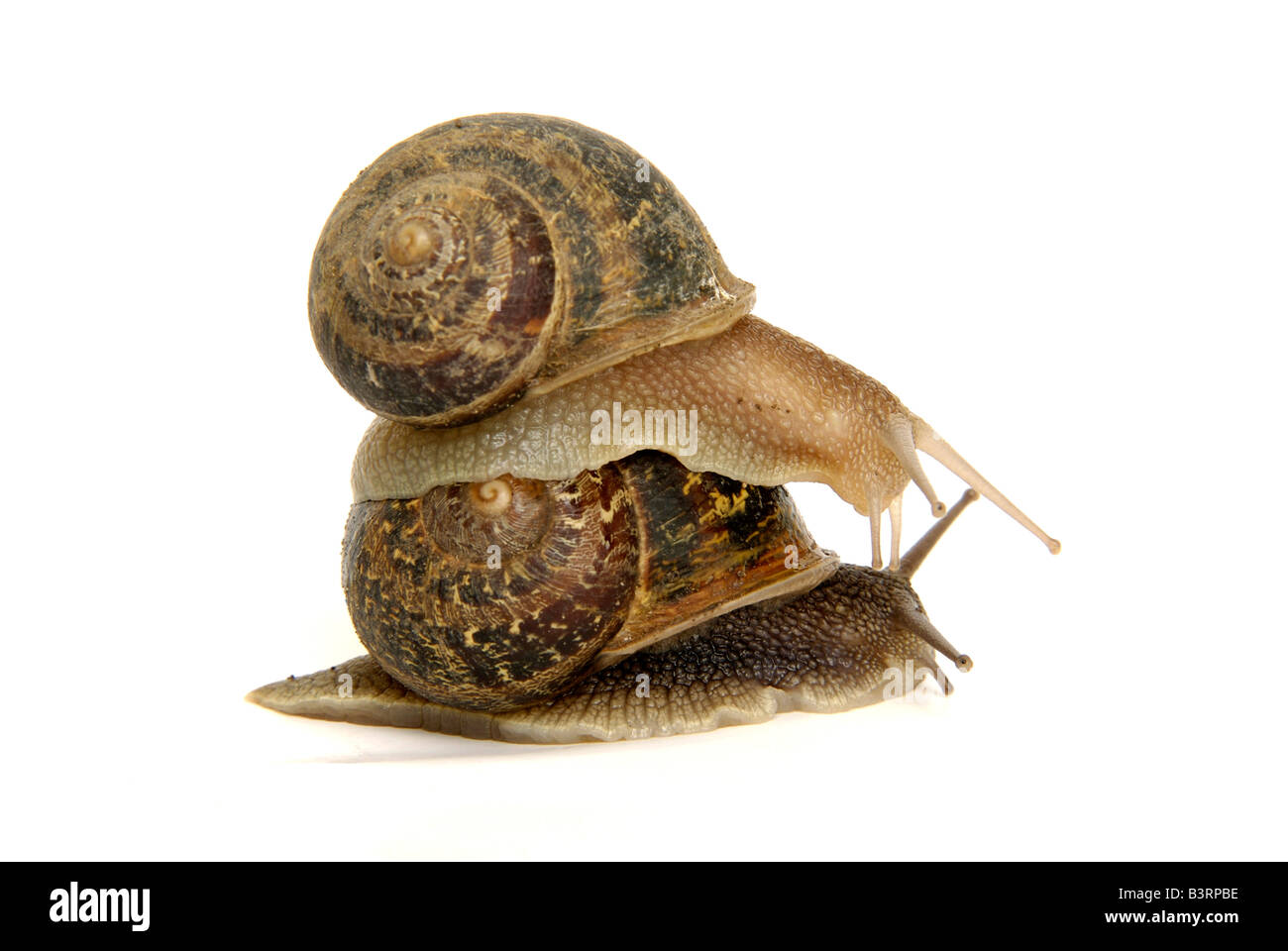 Two snails on a background white in studio - support / collaboration concept. Stock Photo