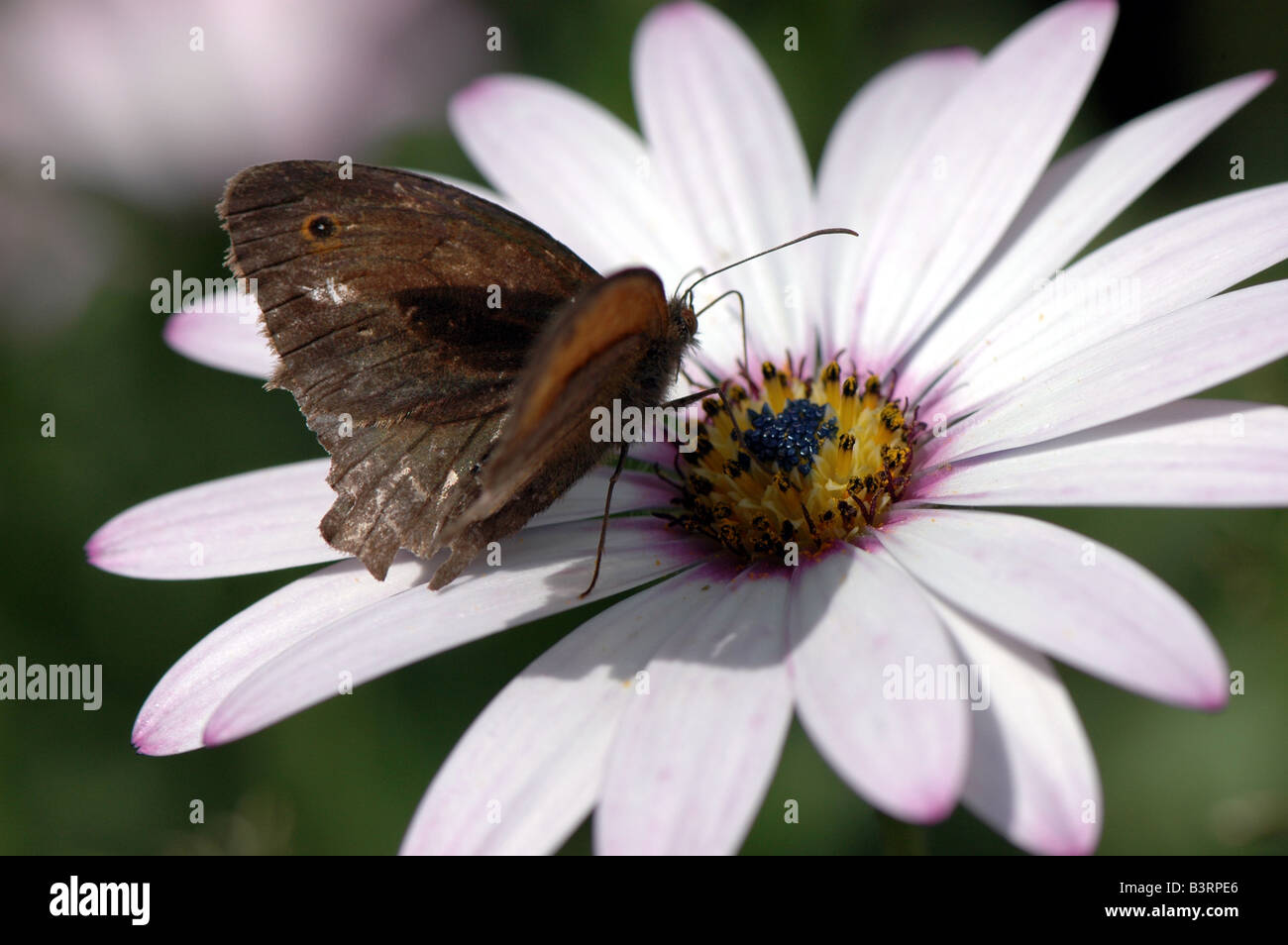 A Meadow Brown butterfly feeding on an Osteospumum Stock Photo