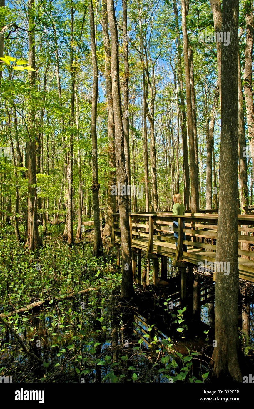 Florida woman alone on boardwalk in bright green cypress swamp, bright spring colors iconic florida image Stock Photo