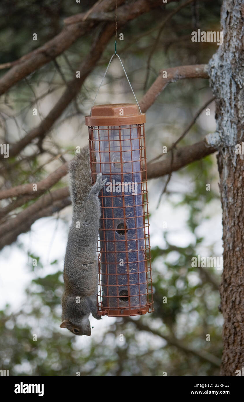 Bird and squirrel eating from a feeder Stock Photo Alamy