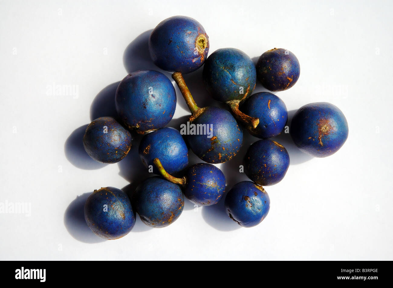Blue quandong (Elaeocarpus grandis) fruits, from tropical rainforests of northern Queensland, Australia Stock Photo