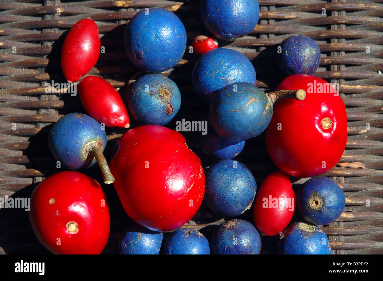 Tropical rainforest fruits including blue quandong (Elaeocarpus grandis), northern Queensland, Australia Stock Photo