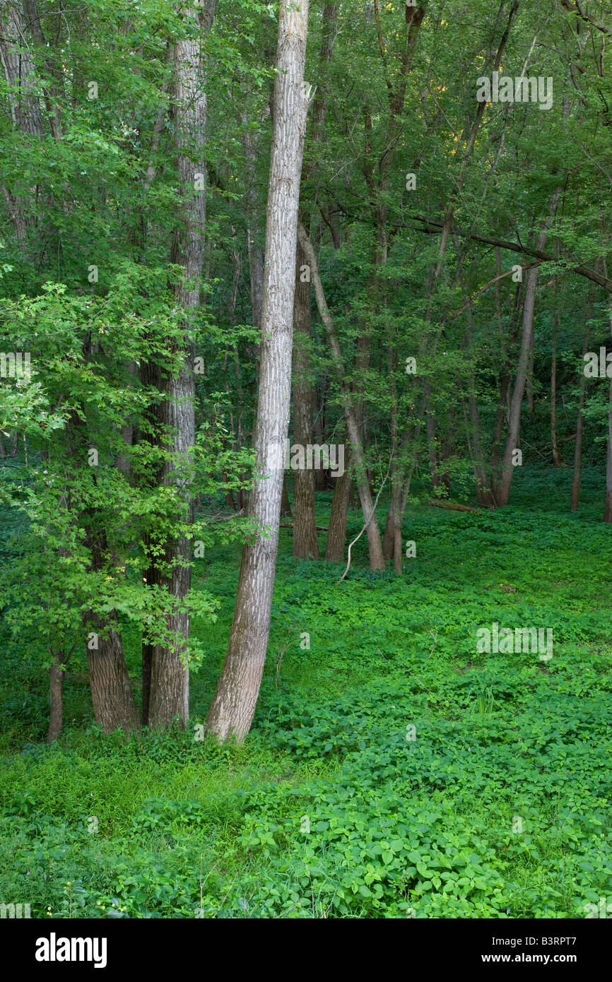 lowland forest along the Yellow River, Effigy Mounds National Monument, Iowa Stock Photo