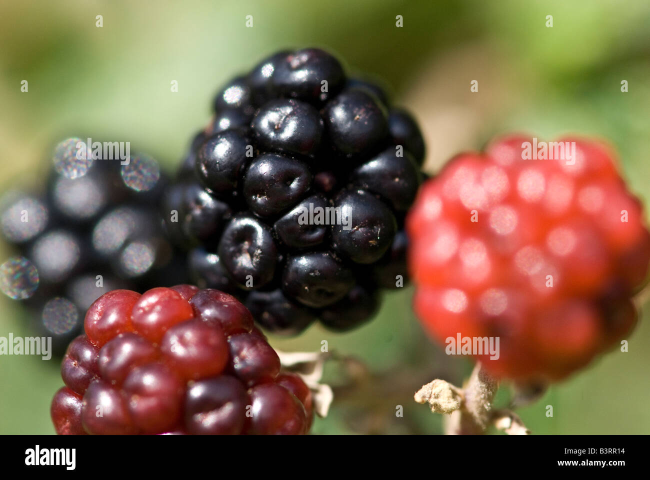 Black and red blackberries (Rubus fructicosus Stock Photo Alamy