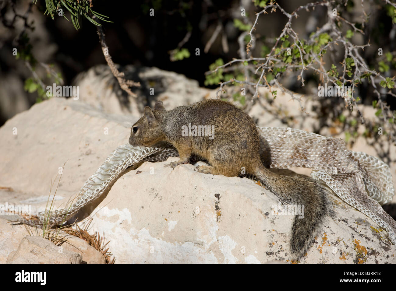 Rock Squirrel with Snake Skin (Spermophilus variegatus) - Arizona USA Stock Photo