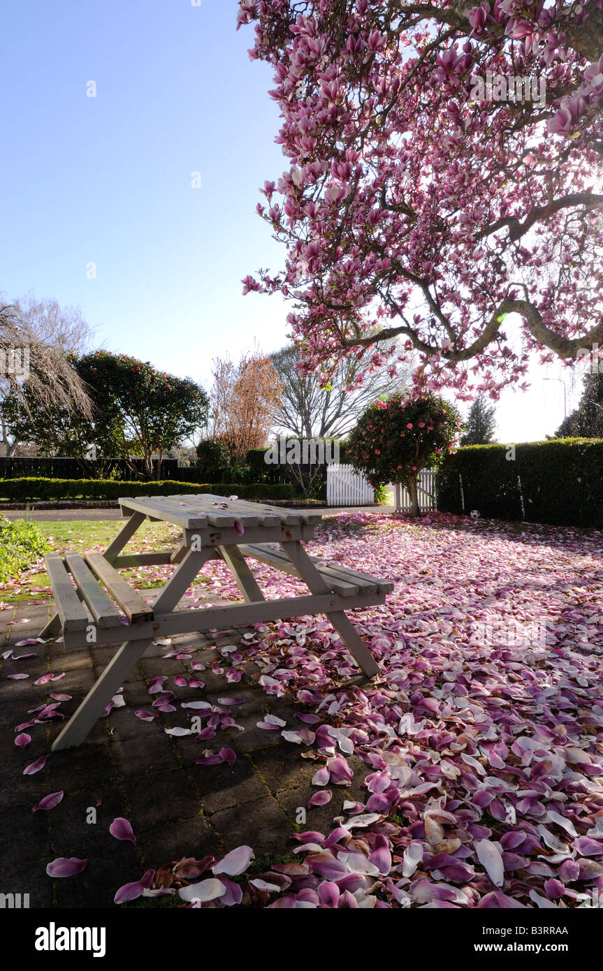 Magnolia tree and bench with fallen petals, scattering the front garden, Cambridge, New Zealand. Stock Photo