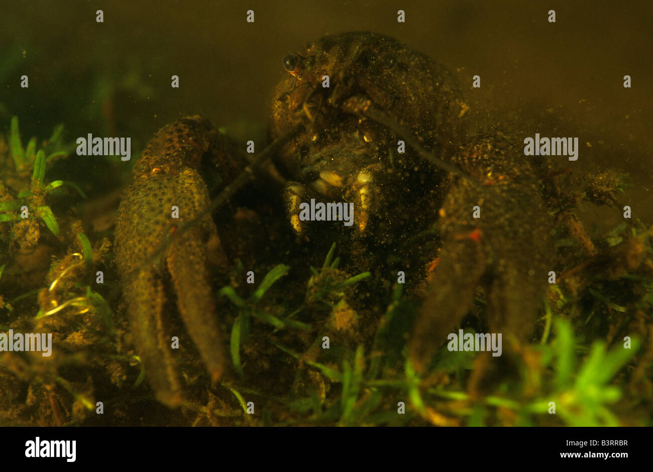 Noble Crayfish (Astacus astacus) in a lake in Sweden Stock Photo