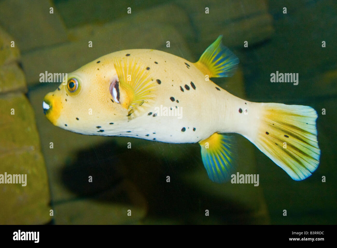 A colour photograph of a guineafowl puffer swimming (golden phase) Stock Photo