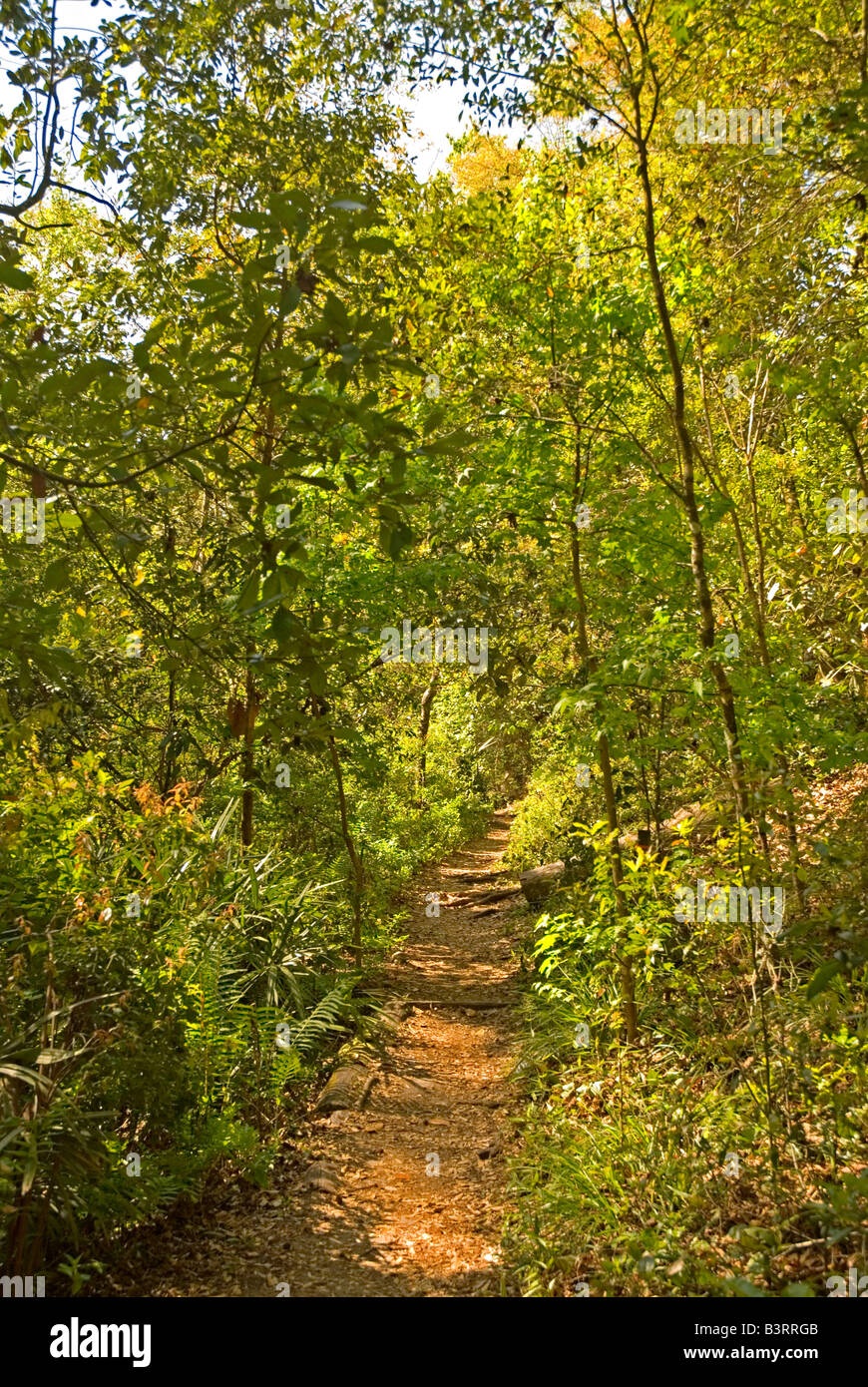 Florida hiking trail Gold Head Branch State Park Stock Photo