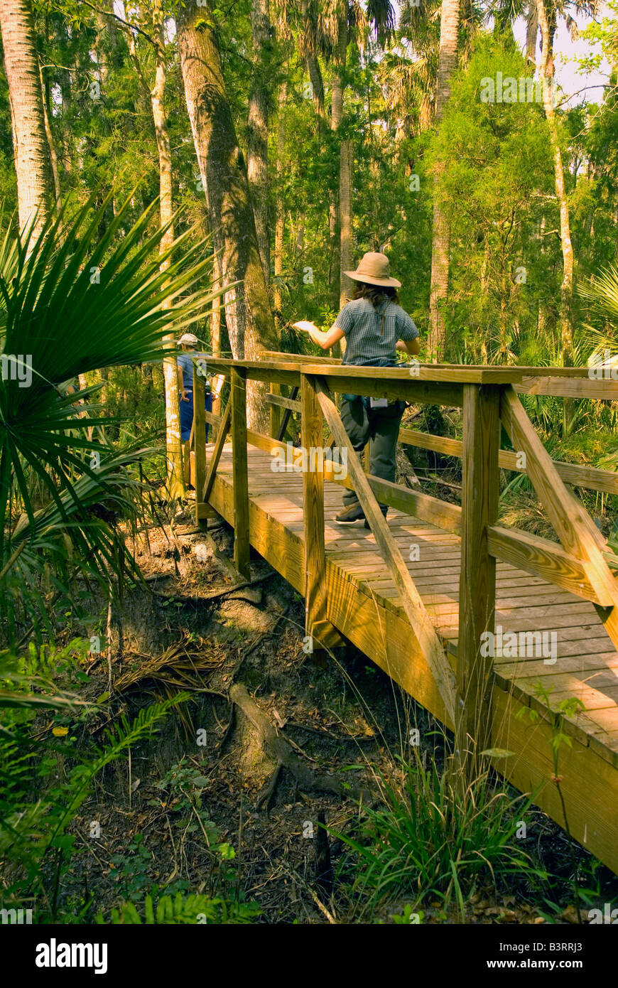 Florida woman hiking crossing footbridge on Kolokee Trail little big econ state forest Stock Photo