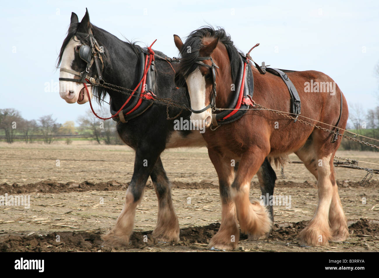 Shire horses pulling a plough Stock Photo Alamy