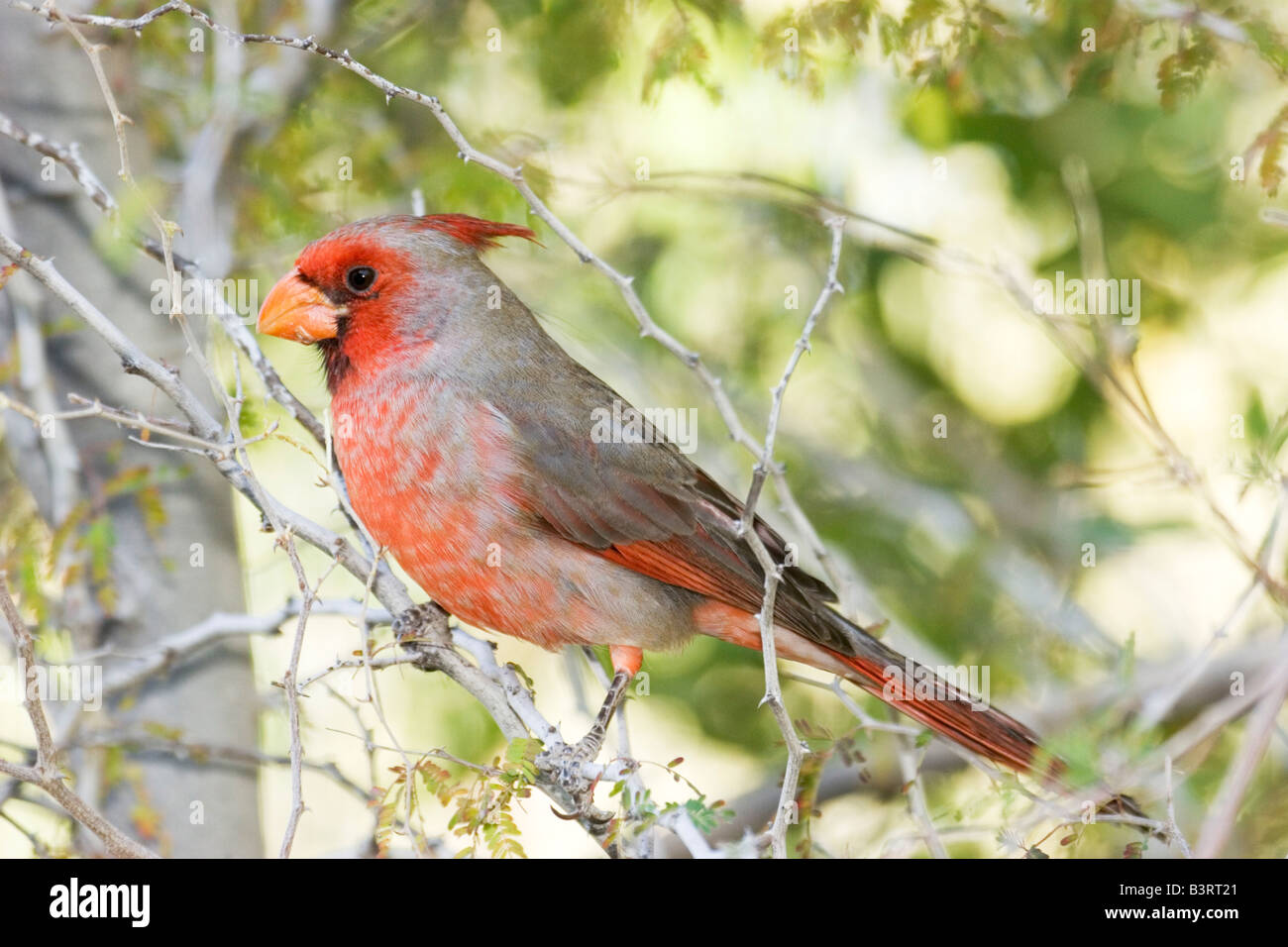 Winged Hybrid Stock Photos Winged Hybrid Stock Images Alamy