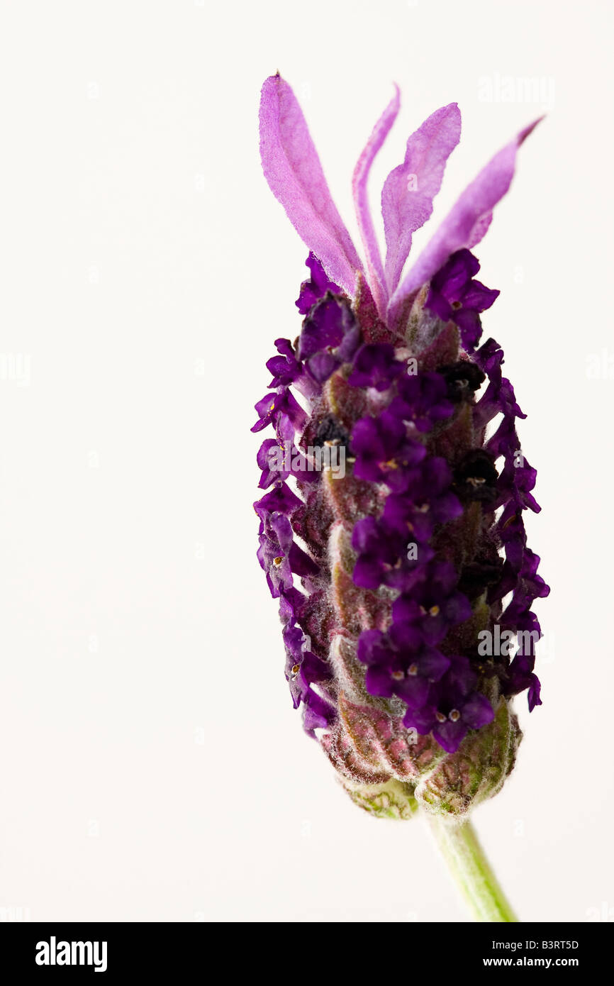 French Lavender flower Stock Photo Alamy