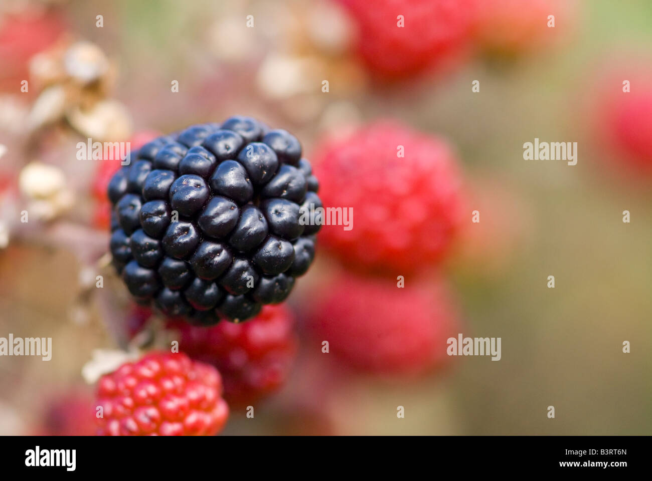 Black and red blackberries (Rubus fructicosus Stock Photo Alamy