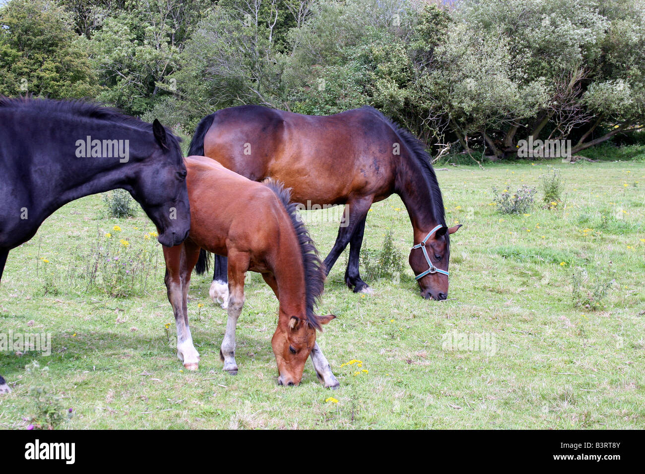 mares and foal grazing. Stock Photo